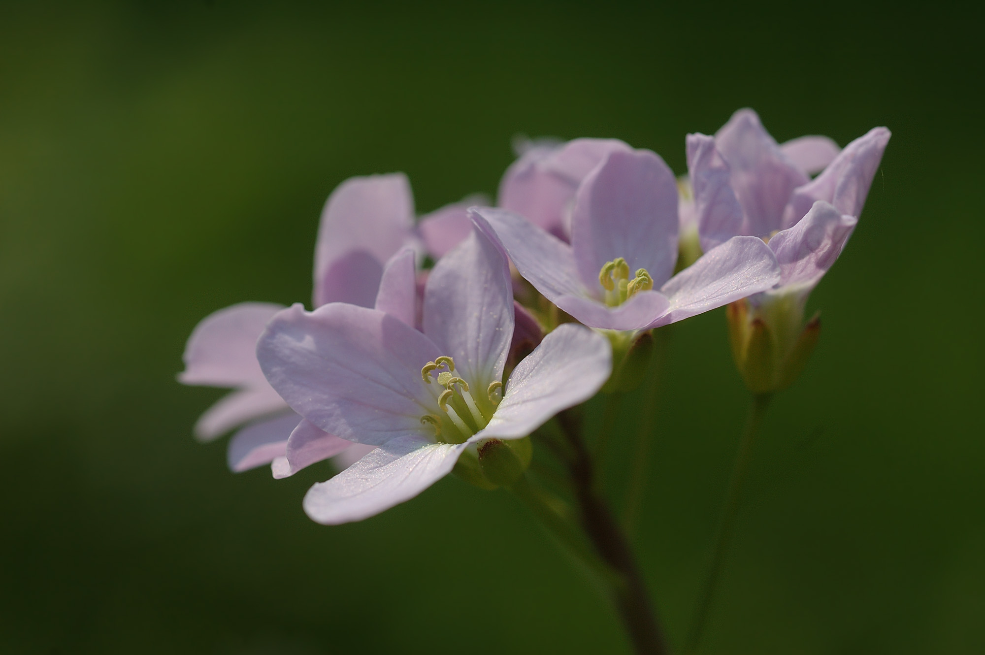 Сердечник пурпуровый Cardamine purpurea